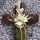 Grabgesteck Rebenkreuz Grabschmuck mit haltbaren Blumen für Allerheiligen im  Boho Style