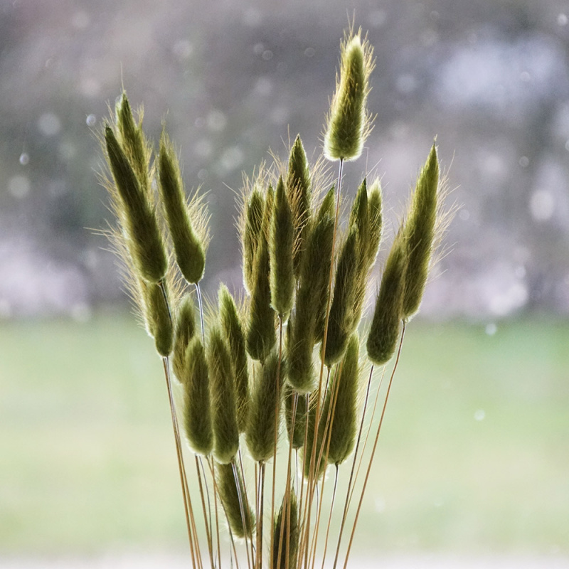 Lagurus grün, Trockenblumen Frühling