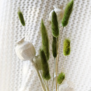Lagurus grün getrocknete Gräser gefärbt Trockenblumen Hasenschwanzgras 1 Bund, L ca. 60 cm