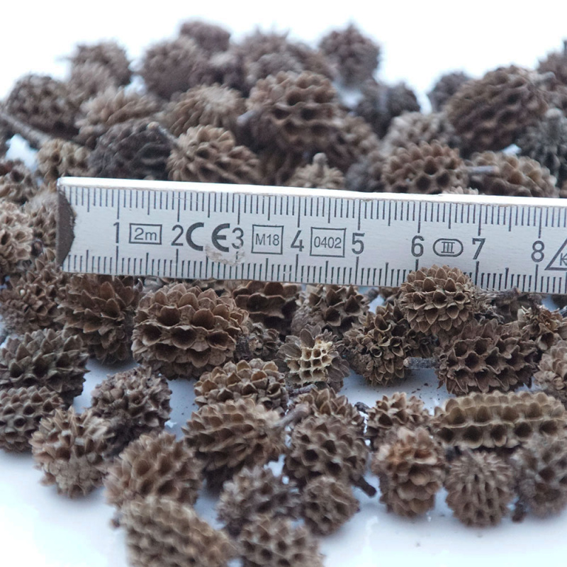 Zapfen klein Minizapfen 1,5 bis 2,5 cm natur braun