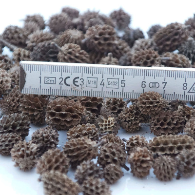 Zapfen klein Minizapfen, kleine Naturzapfen zum Basteln 1,5 bis 2,5 cm