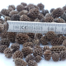 Zapfen klein Minizapfen, kleine Naturzapfen zum Basteln...