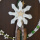DIY Loop Weihnachten mit Wollstern und Zapfen, Türschmuck Advent