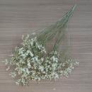 Statice Limonium Strandflieder fein, natur creme...