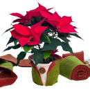 DIY Übertopf für Weihnachtssterne aus Wollband...