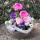 Blumenschale Frühling für Haus und Gartendeko oder Grabschmuck pflanzen und dekorieren