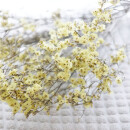 Statice Limonium Strandflieder fein, natur gelb,...