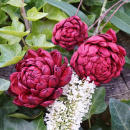 Sola Dahlien bordeaux 3 Stk nachhaltige Trockenblumen...