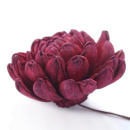 Nahaufnahme Sola Dahlie bordeaux aus Naturmaterial...