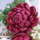 Sola Dahlien - Chrysanthemen, haltbare Blumen für Blumengestecke 3 Größen sortiert VE 3 Stk