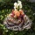 Sola Rosen peach VE 3 Stk. Gr. 8 cm, haltbare Blumen