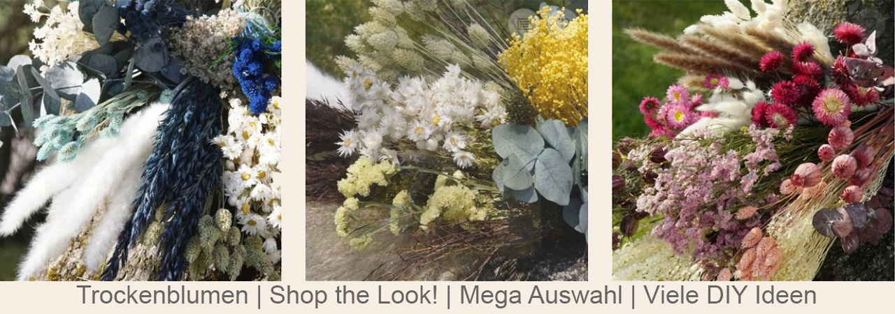Trockenblumen kaufen bunt gefärbt natur weiß gebleicht